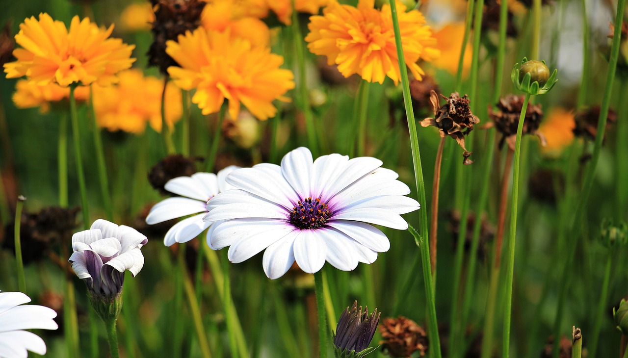 Which Flowers are Best for Your Eco-friendly Garden?